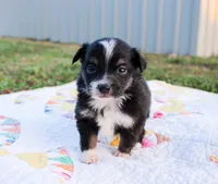 Rosie, a female Toy Australian Shepherd for sale in Billings, MO – Photo 2 of 4
