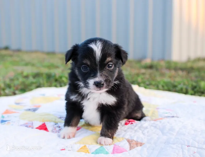 Rosie – Toy Australian Shepherd puppy for sale in Billings, MO