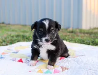 Rosie, a female Toy Australian Shepherd for sale in Billings, MO – Photo 1 of 4