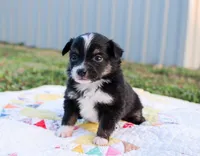 Rosie, a female Toy Australian Shepherd for sale in Billings, MO – Photo 3 of 4