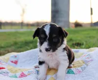 Chuck, a male Toy Australian Shepherd for sale in Billings, MO – Photo 4 of 5