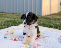 Chuck, a male Toy Australian Shepherd for sale in Billings, MO – Photo 5 of 5