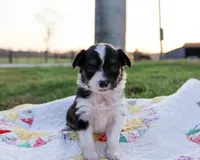 Chuck, a male Toy Australian Shepherd for sale in Billings, MO – Photo 3 of 5