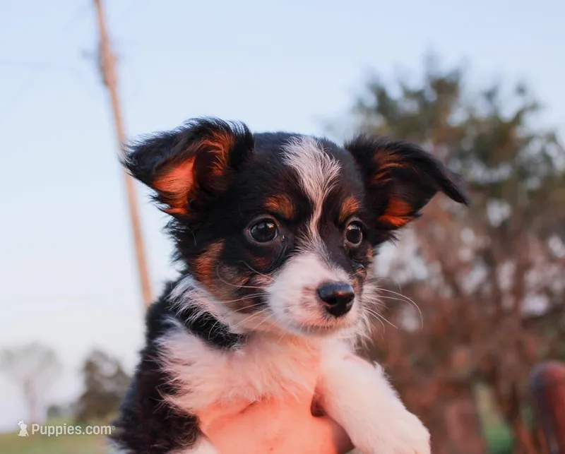 Chuck – Toy Australian Shepherd puppy for sale in Billings, MO