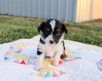 Chuck, a male Toy Australian Shepherd for sale in Billings, MO – Photo 2 of 5