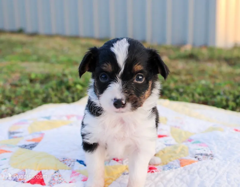 Chuck – Toy Australian Shepherd puppy for sale in Billings, MO
