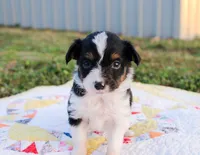 Chuck, a male Toy Australian Shepherd for sale in Billings, MO – Photo 1 of 5