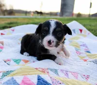 Ollie, a male Toy Australian Shepherd for sale in Billings, MO – Photo 2 of 4