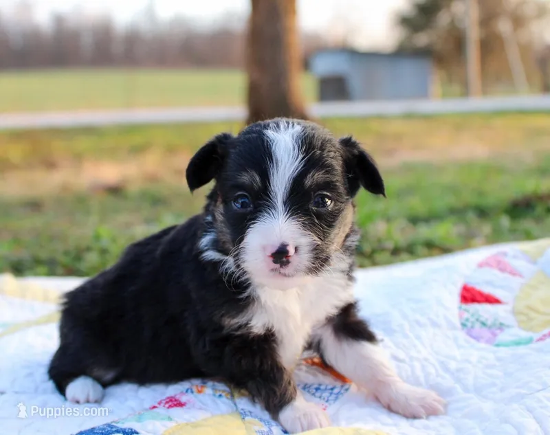 Ollie – Toy Australian Shepherd puppy for sale in Billings, MO