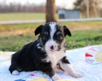 Ollie, a male Toy Australian Shepherd for sale in Billings, MO – Photo 1 of 4