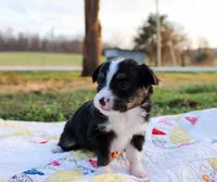 Ollie, a male Toy Australian Shepherd for sale in Billings, MO – Photo 3 of 4