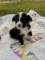 Ollie, a male Toy Australian Shepherd for sale in Billings, MO – Photo 4 of 4