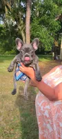 Mako, a male French Bulldog for sale in Bunnell, FL – 3 of 3