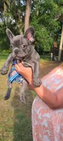 Mako, a male French Bulldog for sale in Bunnell, FL – 2 of 3