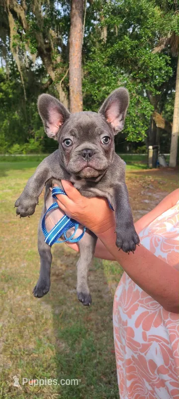 Mako – French Bulldog puppy for sale in Bunnell, FL