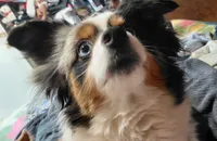 Trixie , a female Miniature American Shepherd for sale in Rome City, IN – Photo 1 of 2