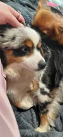 Trixie , a female Miniature American Shepherd for sale in Rome City, IN – Photo 2 of 2