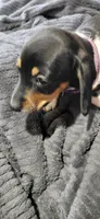 Bella purple, a female Miniature Dachshund for sale in Rome City, IN – Photo 3 of 5