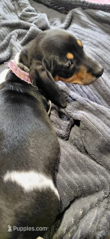 Bella purple – Miniature Dachshund puppy for sale in Rome City, IN