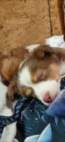 Jasper, a male Miniature American Shepherd for sale in Rome City, IN – 3 of 3