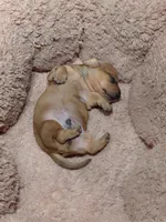 Potato, a male Miniature Dachshund for sale in Rome City, IN – 8 of 10