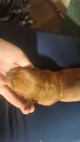Potato, a male Miniature Dachshund for sale in Rome City, IN – 10 of 10