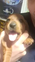 Potato, a male Miniature Dachshund for sale in Rome City, IN – 4 of 10