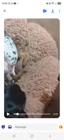 Potato, a male Miniature Dachshund for sale in Rome City, IN – 5 of 10