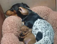 Potato, a male Miniature Dachshund for sale in Rome City, IN – 2 of 10