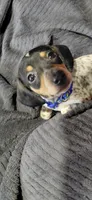 Blue, a male Miniature Dachshund for sale in Rome City, IN – Photo 2 of 6