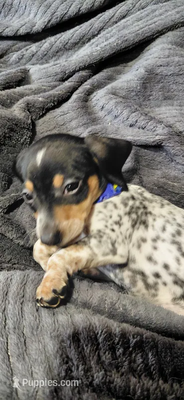 Blue, a male Miniature Dachshund for sale in Rome City, IN – Photo 1 of 6