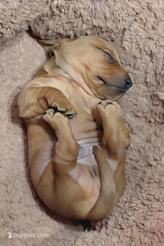 Potato – Miniature Dachshund puppy for sale in Rome City, IN
