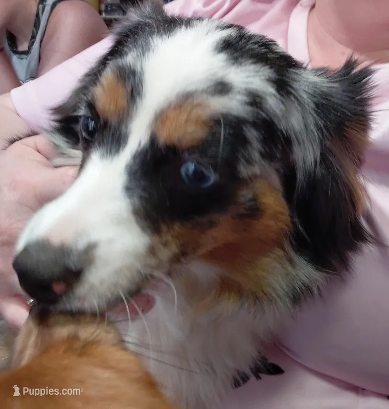 Arora – Miniature American Shepherd puppy for sale in Rome City, IN