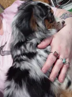 Arora, a female Miniature American Shepherd for sale in Rome City, IN – Photo 4 of 5