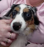 Arora, a female Miniature American Shepherd for sale in Rome City, IN – Photo 2 of 5