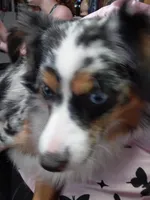 Arora, a female Miniature American Shepherd for sale in Rome City, IN – Photo 3 of 5