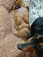Potato, a male Miniature Dachshund for sale in Rome City, IN – 6 of 10