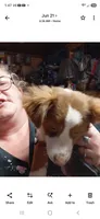 Jasper, a male Miniature American Shepherd for sale in Rome City, IN – 2 of 3