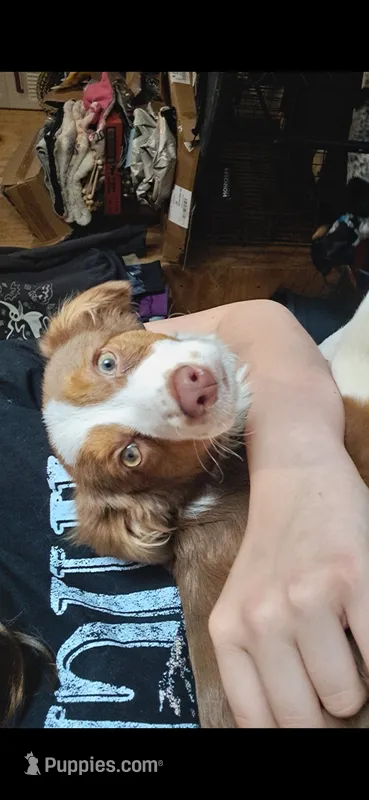 Jasper – Miniature American Shepherd puppy for sale in Rome City, IN
