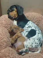 Potato, a male Miniature Dachshund for sale in Rome City, IN – 9 of 10