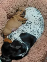 Potato, a male Miniature Dachshund for sale in Rome City, IN – 3 of 10