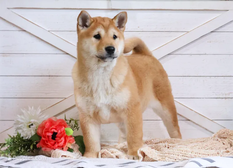 Ember  – Shiba Inu puppy for sale in Platteville, WI