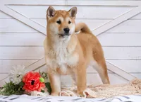 Ember , a female Shiba Inu for sale in Platteville, WI – Photo 1 of 2