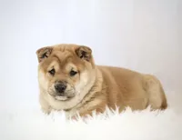 Ember , a female Shiba Inu for sale in Platteville, WI – Photo 2 of 2