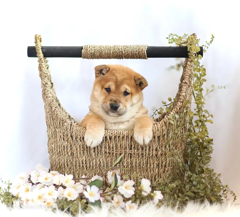 Ember , a female Shiba Inu for sale in Platteville, WI – Photo 1 of 2