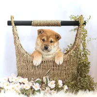 Ember , a female Shiba Inu for sale in Platteville, WI – Photo 2 of 2