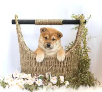 Ember , a female Shiba Inu for sale in Platteville, WI – Photo 1 of 2