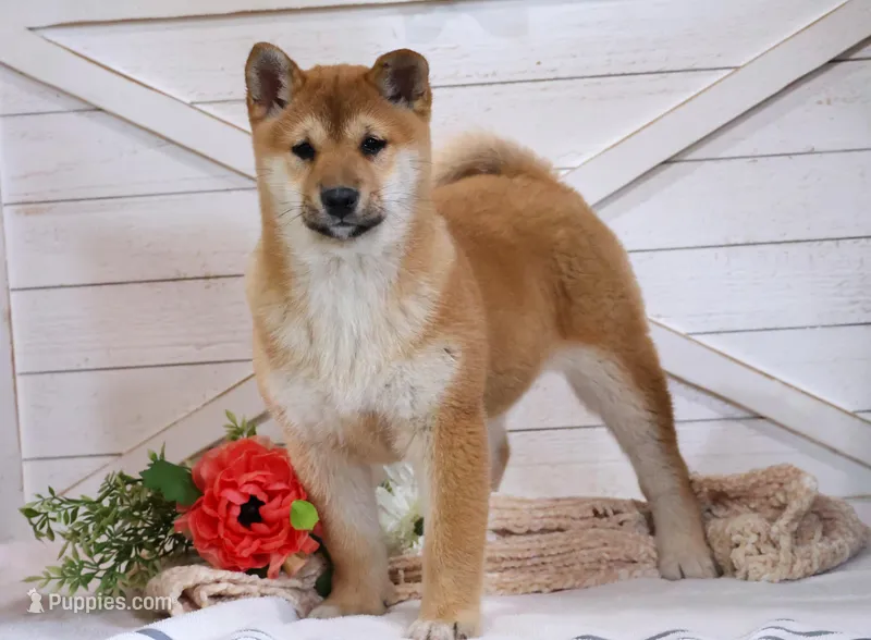 Echo  – Shiba Inu puppy for sale in Platteville, WI