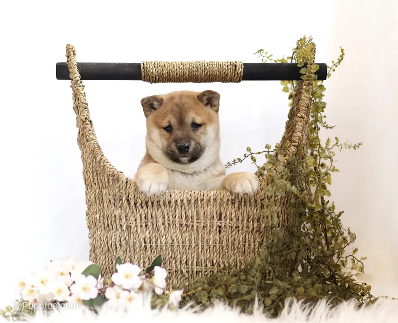 Echo , a female Shiba Inu for sale in Platteville, WI – Photo 1 of 3