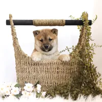 Echo , a female Shiba Inu for sale in Platteville, WI – Photo 5 of 7